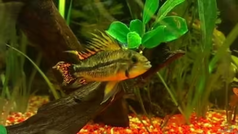 Apistogramma Cacatuoides: 1. Männchen - Zuchtdaddy von EvilChicken (4)