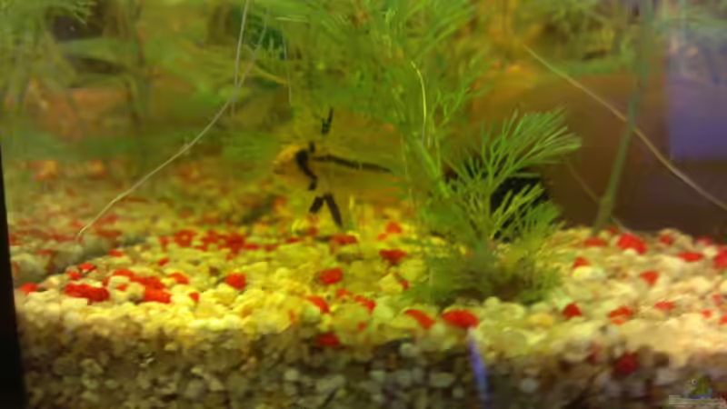 Apistogramma Cacatuoides: 1. Weibchen - Zuchtmami von EvilChicken (6)