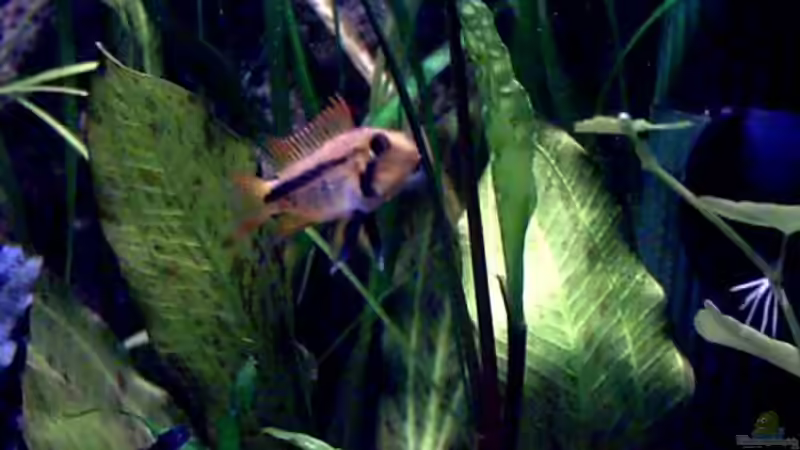 Apistogramma cacatuoides -1.Weibchen von Thomas Schmidt (30)