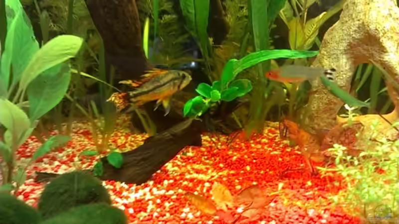 Apistogramma Cacatuoides: Begegnung mit einem Rotkopfsalmler von EvilChicken (5)