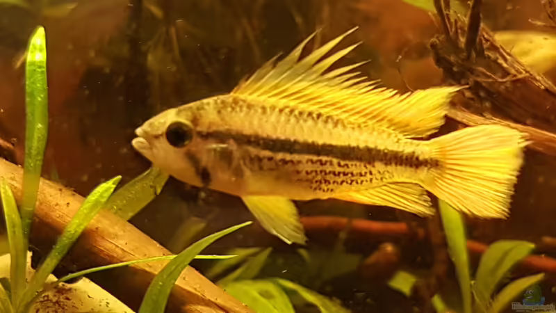 Apistogramma cacatuoides, Männchen  von Kevin Engelsberger (41)