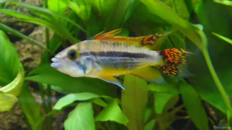 Apistogramma cacatuoides (M) von Gerhard Kittel (16)
