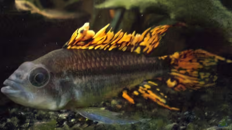 Apistogramma cacatuoides M von Oliver Bäcker (5)