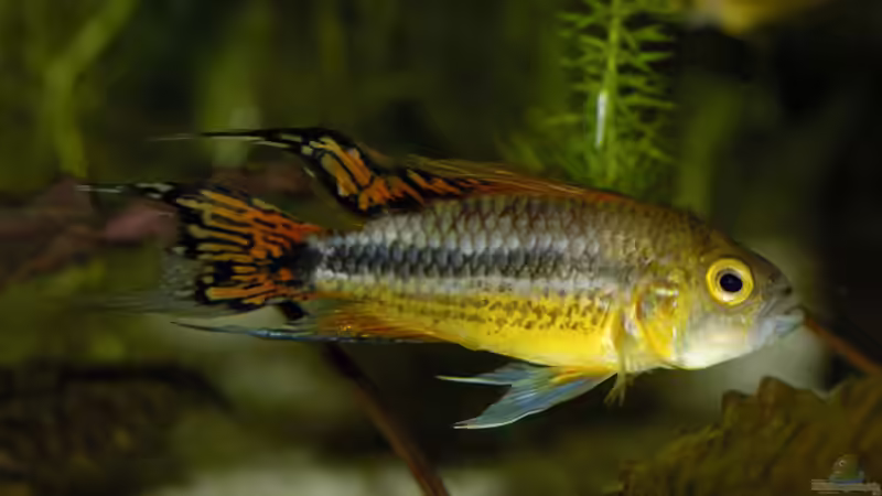 Apistogramma cacatuoides (M) von Ralf Schick (4)