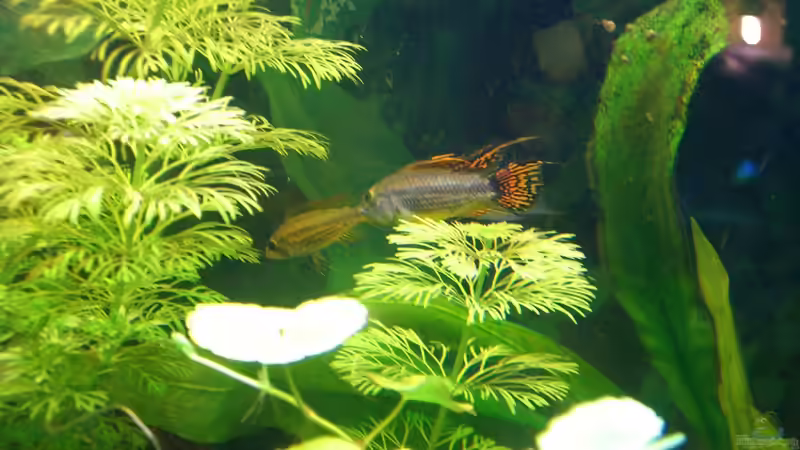 Apistogramma Cacatuoides Männchen und Weibchen von lukasg (9)