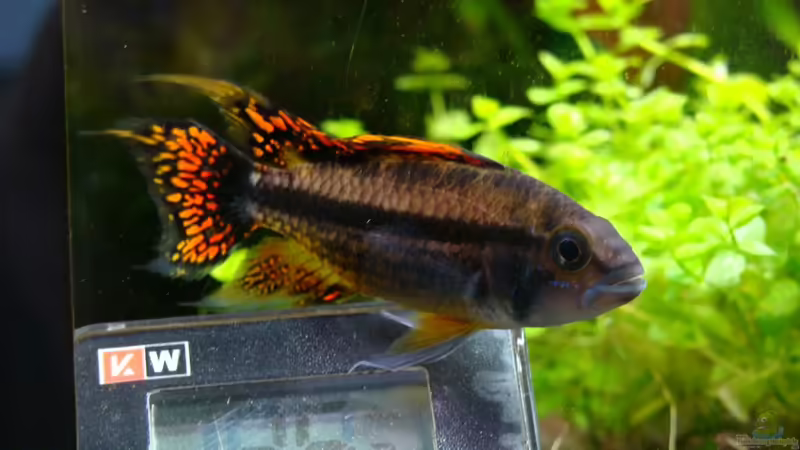 Apistogramma Cacatuoides (männchen) von Christian Heitmann (6)