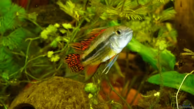 Apistogramma cacatuoides Männchen von erma (27)