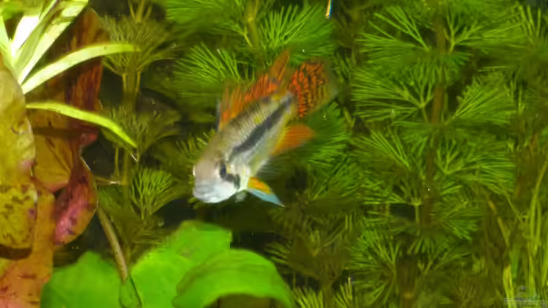 Apistogramma cacatuoides Männchen von erma (30)