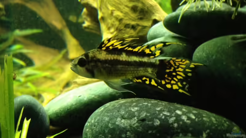Apistogramma Cacatuoides Männchen von Patrick Lehmann (7)