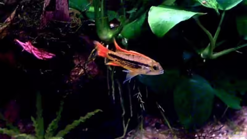 Apistogramma cacatuoides-Männchen von Thomas Schmidt (29)