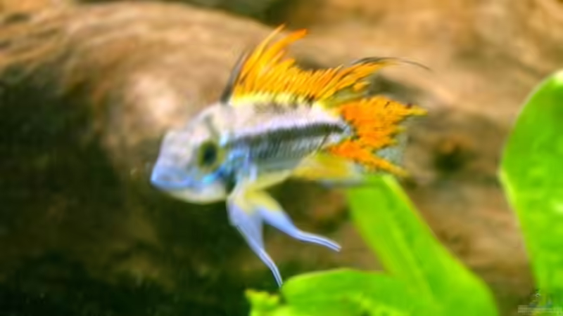 Apistogramma cacatuoides männchen von Vabene (18)
