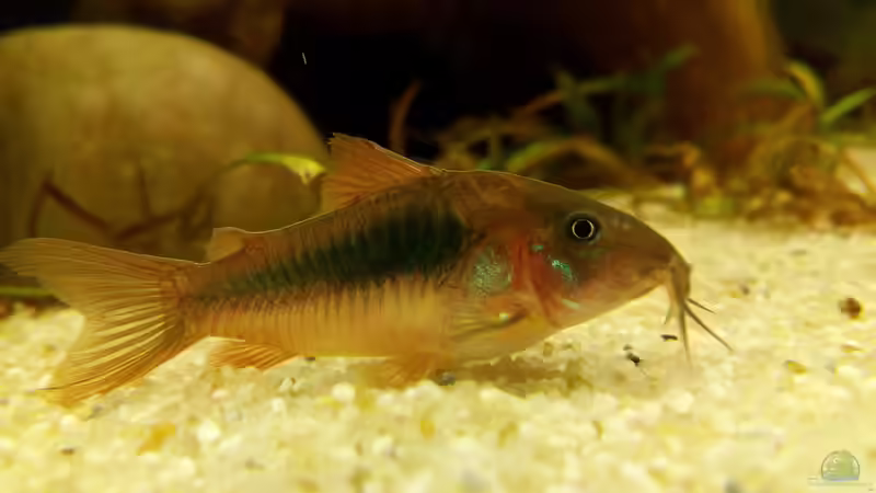 Apistogramma cacatuoides (männlich) von navicula (10)