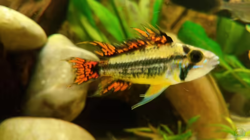 Apistogramma cacatuoides (männlich) von navicula (12)