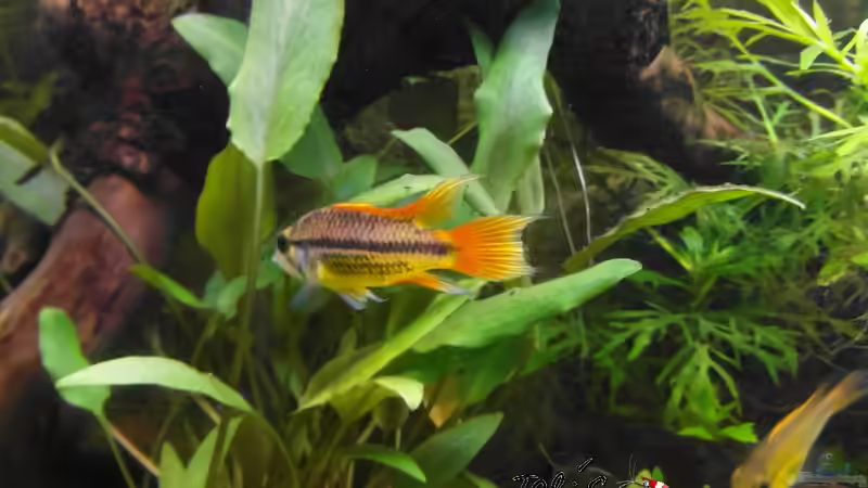 Apistogramma cacatuoides ´orange´  von Intershrimpview (81)