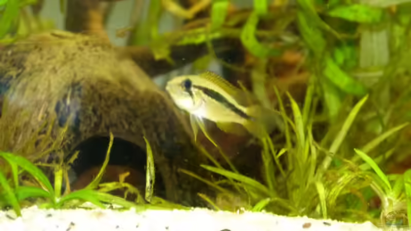 Apistogramma cacatuoides von erma (28)