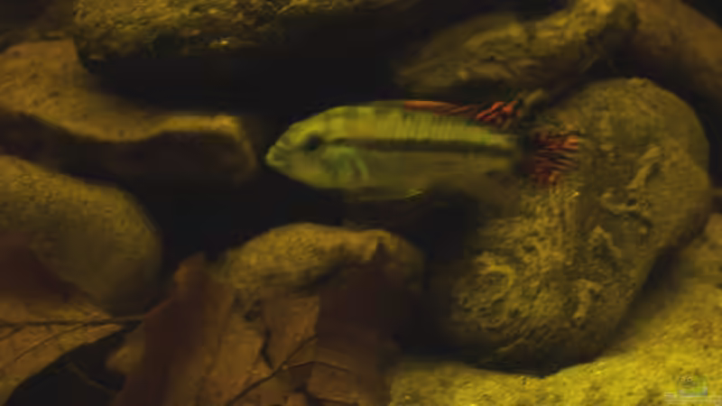 apistogramma cacatuoides von fnordix (5)