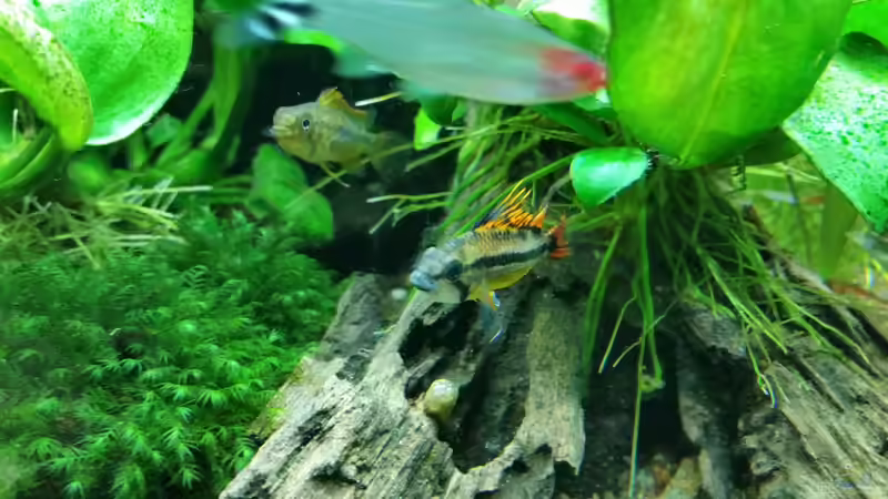 apistogramma cacatuoides von foxi (42)
