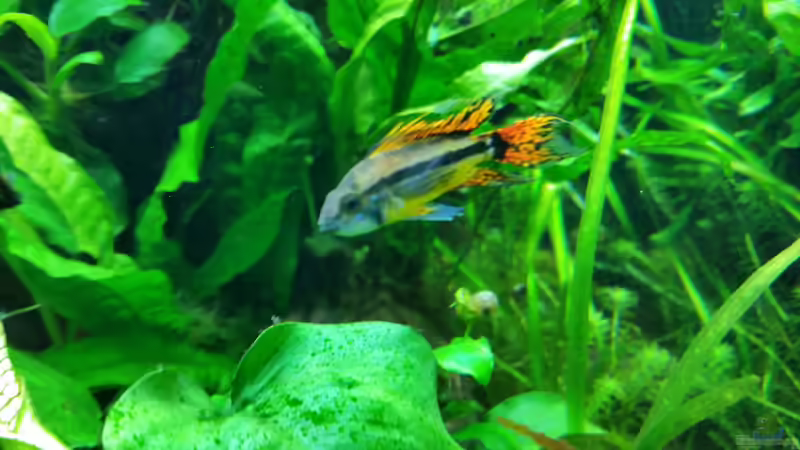 apistogramma cacatuoides von foxi (43)