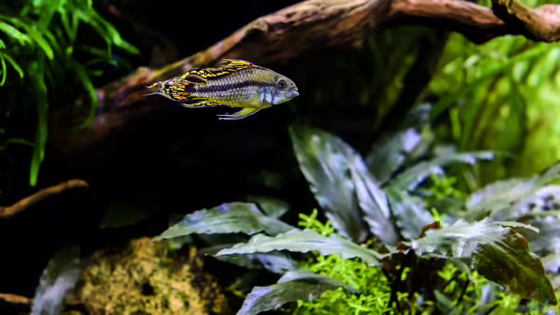 Apistogramma cacatuoides von JARB (55)