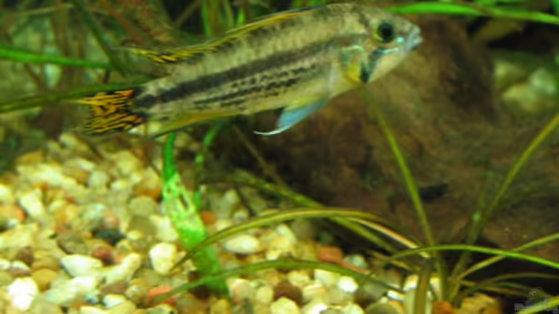 Apistogramma cacatuoides vor etwas schwächelnder Eninodorus tenellus von TB (9)