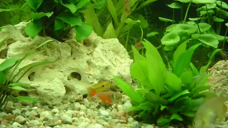 Apistogramma cacatuoides (w); diverse Hyphessobrycon flammeus; Colisa lalia (w) von Michel Seifert (10)