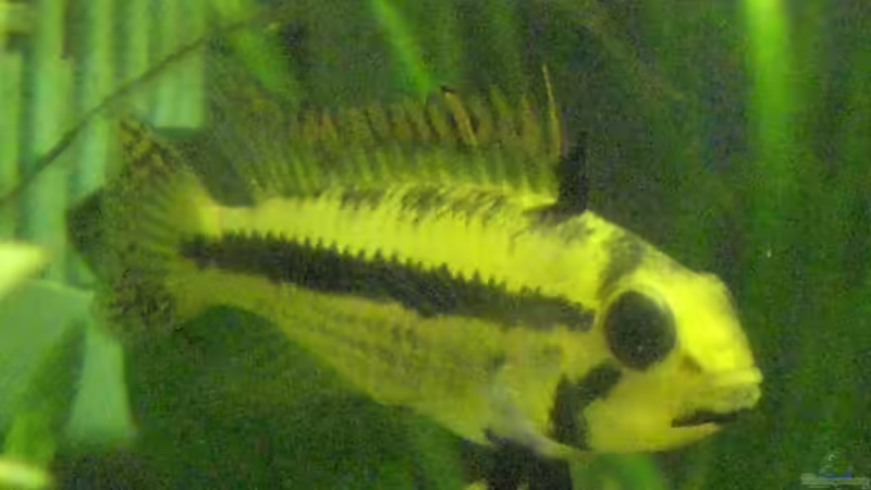 Apistogramma cacatuoides W von Oliver Bäcker (6)