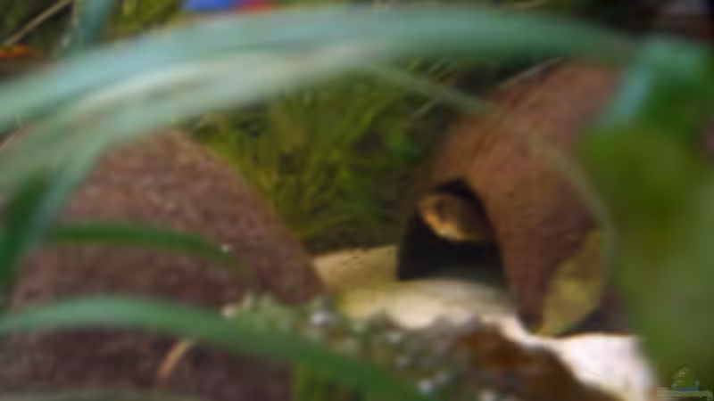 Apistogramma Cacatuoides Weibchen  von SouthAmerican (5)