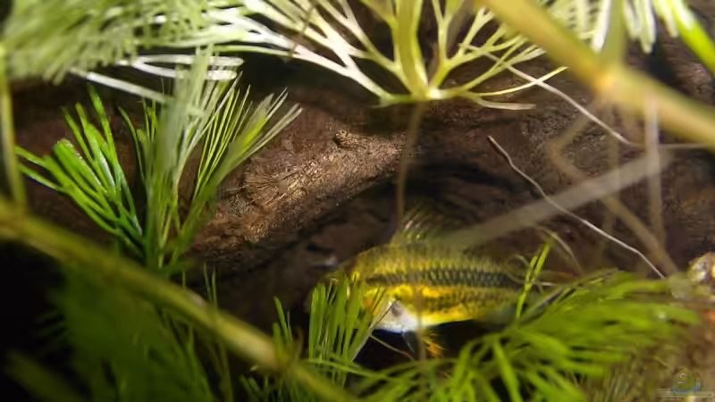 Apistogramma cacatuoides Weibchen mit Brut von Cristian R. Mendez (16)