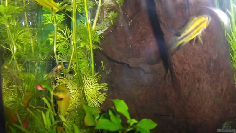 Apistogramma cacatuoides Weibchen mit seinen Jungen vor der Höhle von Cristian R. Mendez (17)