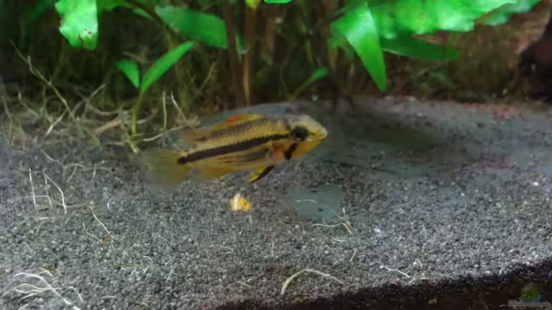 Apistogramma Cacatuoides (weibchen) von Christian Heitmann (5)