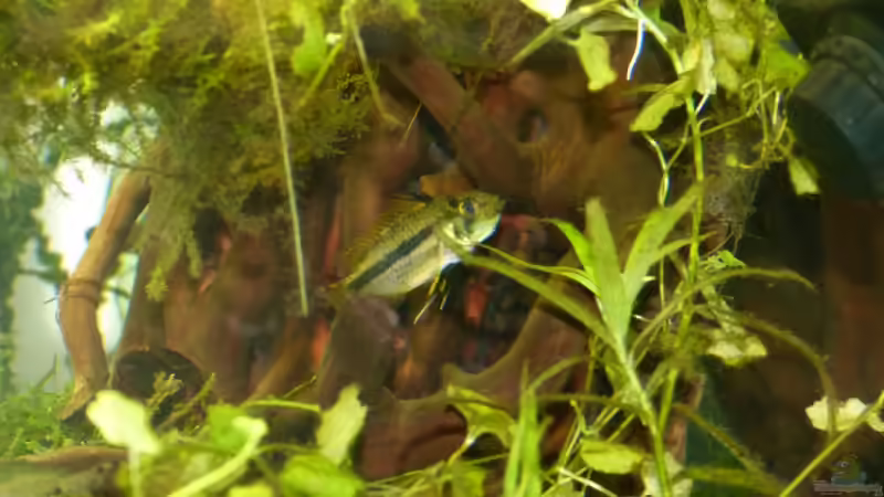 Apistogramma cacatuoides Weibchen von erma (29)