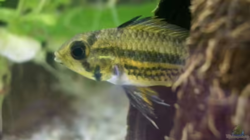 Apistogramma cacatuoides weibchen von Vabene (17)