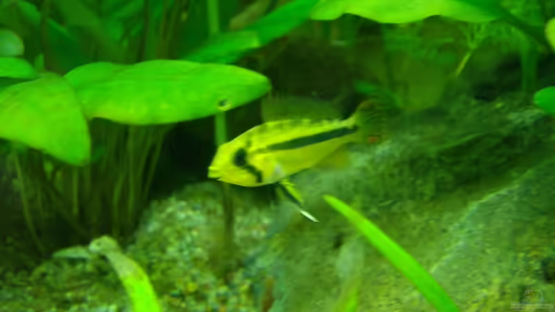 Apistogramma cacatuoides Weibchen vor der Bruthöhle von Cristian R. Mendez (15)