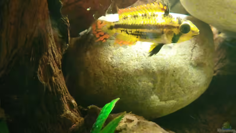 Apistogramma cacatuoides (weiblich) von navicula (13)