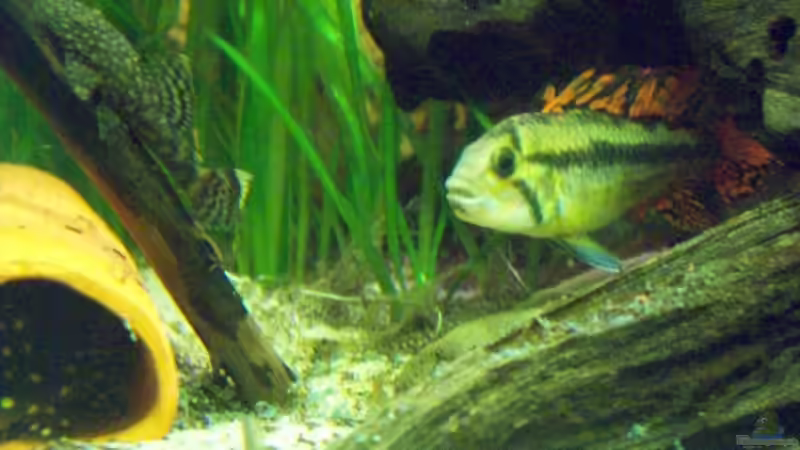 Apistogramma catouides von Tom Rudolph (15)