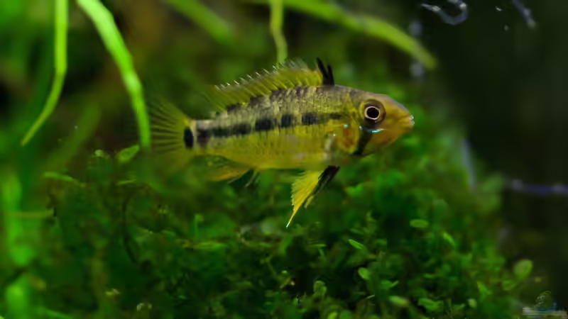 Aquarien mit Apistogramma gossei (Einrichtungsbeispiele für Gosses Zwergbuntbarsch)