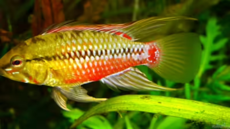 Apistogramma hongsloi, der Bock von Schattenherz (8)