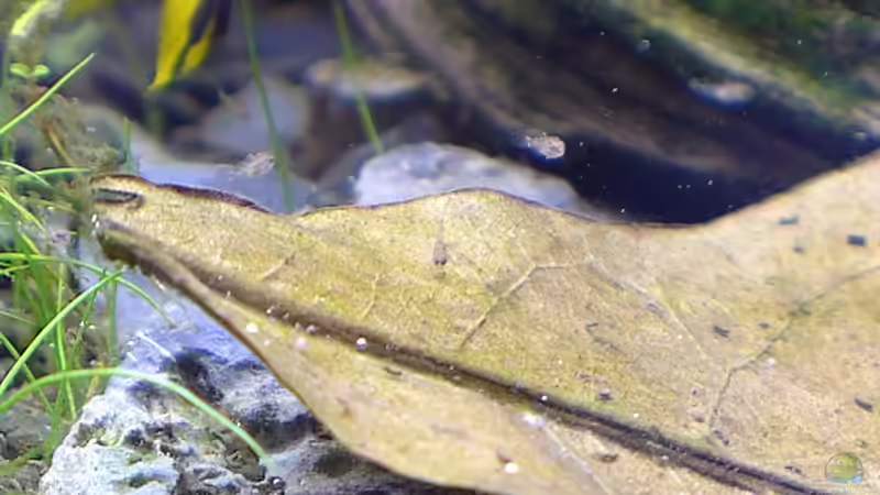 Apistogramma Hongsloi Brut (ca. 20 Tage nach dem Schlüpfen) von Dreadnought (27)