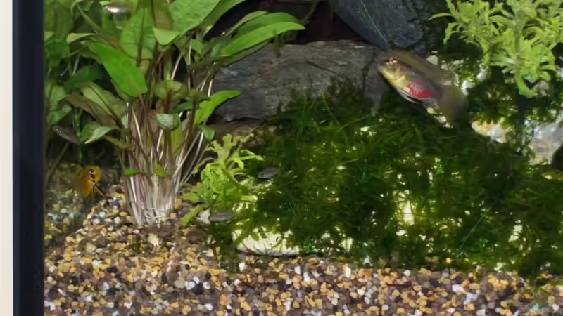 apistogramma hongsloi Familie von Gunnar Otte (28)