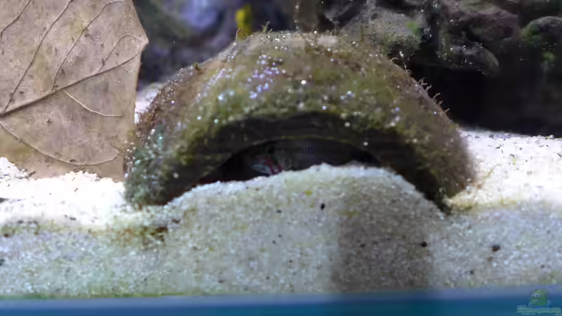 Apistogramma Hongsloi Männchen - es besucht am Tag öfters mal den Unterschlupf des Weibchens und seiner Brut von Dreadnought (23)