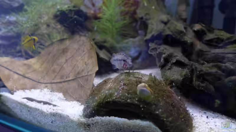 Apistogramma Hongsloi Männchen und Weibchen von Dreadnought (24)