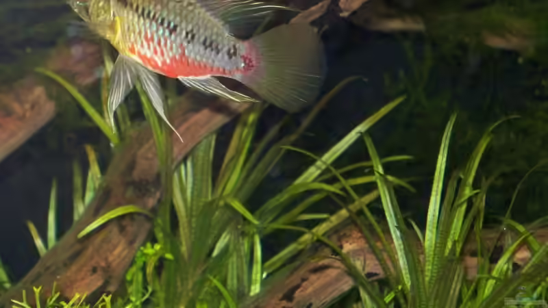 apistogramma hongsloi männchen von Gunnar Otte (25)