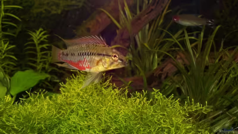 apistogramma hongsloi männchen von Gunnar Otte (26)