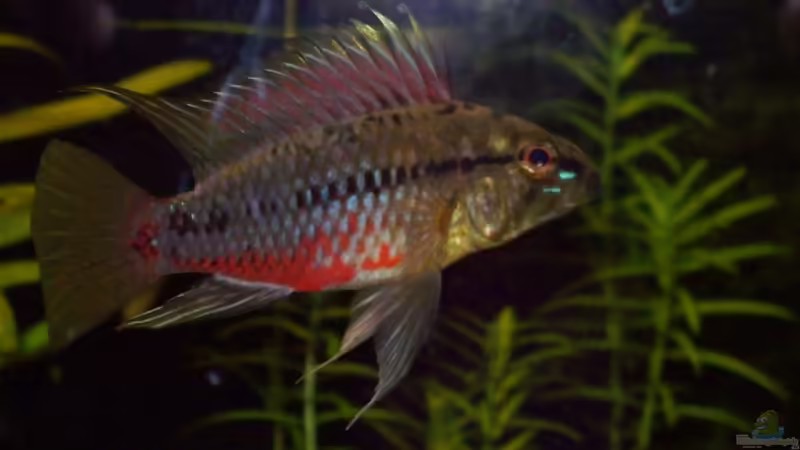 apistogramma hongsloi männchen von Gunnar Otte (27)