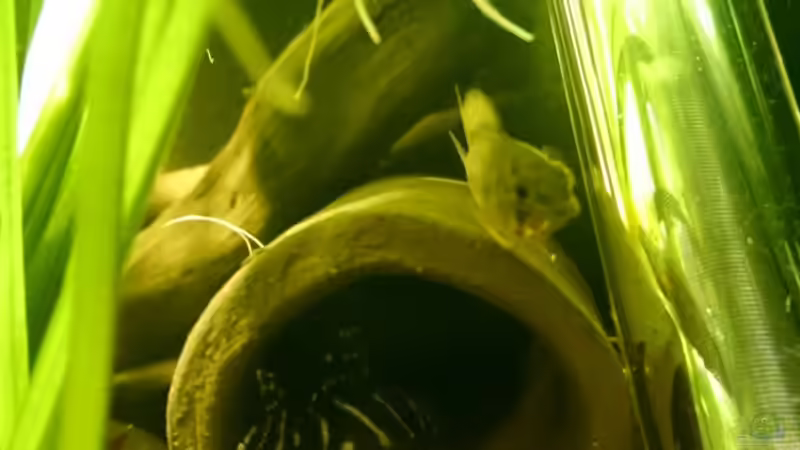 Apistogramma hongsloi von JohannesDD (31)