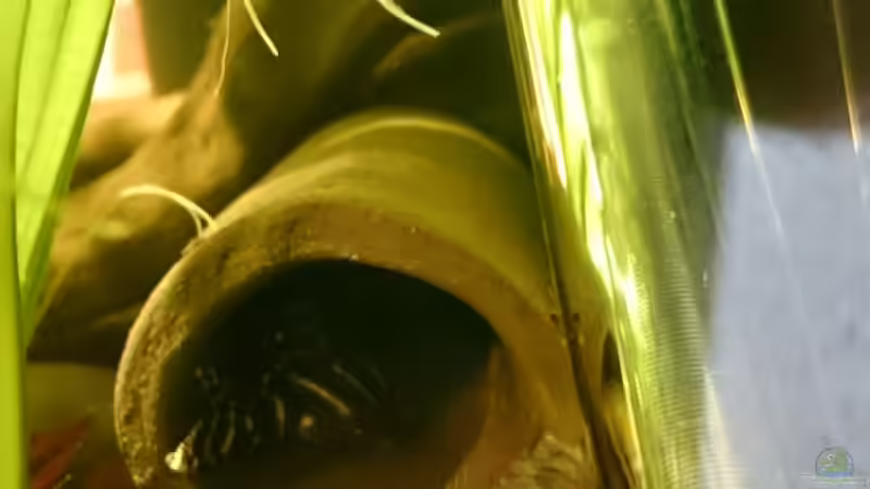 Apistogramma hongsloi von JohannesDD (32)