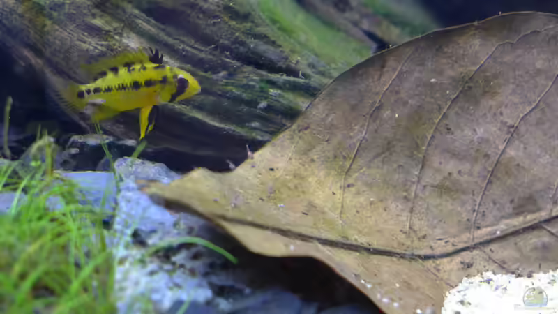Apistogramma Hongsloi Weibchen & Jungfische (ca. 20 Tage nach dem Schlüpfen) von Dreadnought (25)