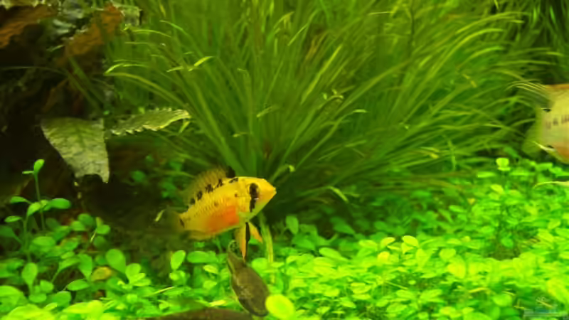 Einrichtungsbeispiele für die Haltung von Apistogramma hongsloi (Rotstrich-Zwergbuntbarsch) im Aquarium