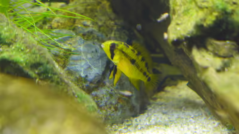 Apistogramma Hongsloi Weibchen von Dreadnought (29)