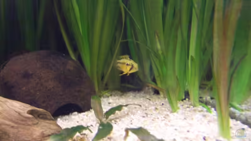 Einrichtungsbeispiele für die Haltung von Apistogramma hongsloi (Rotstrich-Zwergbuntbarsch) im Aquarium